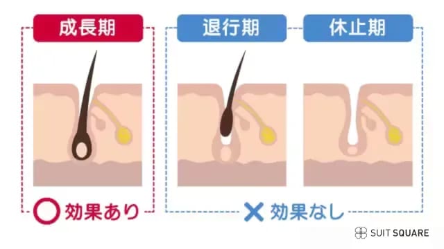 ヒゲの成長サイクルのイラスト